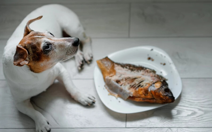 Húsok és halak csontjai: Kisebb, éles csontok sérüléseket okozhatnak a kutyák szájában, torkában vagy gyomrában.