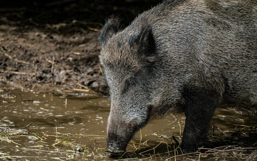 A rejtélyt csak a Bécsi Műszaki Egyetem és a hannoveri Leibniz Egyetem tudósainak közös tanulmánya oldotta meg. A szakértők 48 vaddisznóhúsmintát vizsgáltak meg, és a sugárzás eredetére összpontosítottak, amely a legtöbb esetben meghaladta az Európai Unió által engedélyezett szintet.