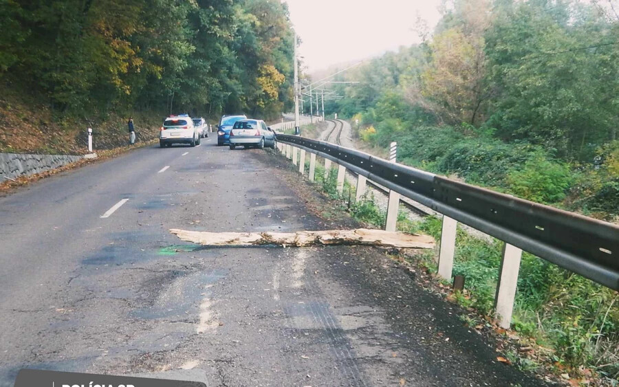FOTÓK: Óriási fa dőlt egy éppen az úton haladó autóra
