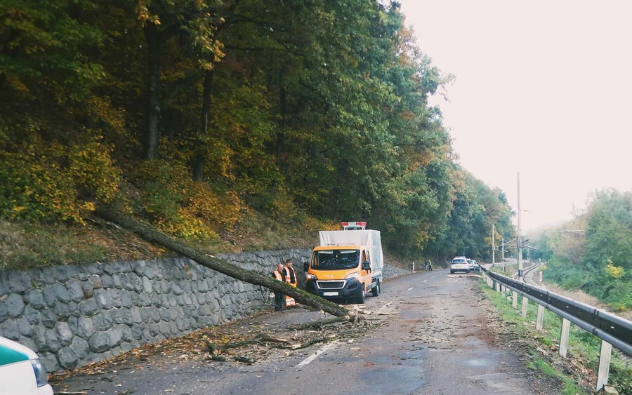 FOTÓK: Óriási fa dőlt egy éppen az úton haladó autóra