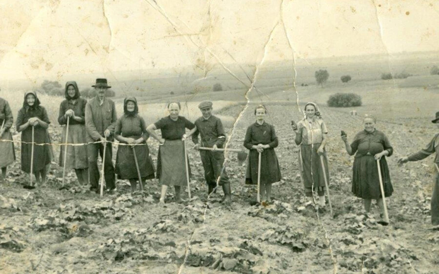 Zöldségtermelésben dolgozók, 1959-ben