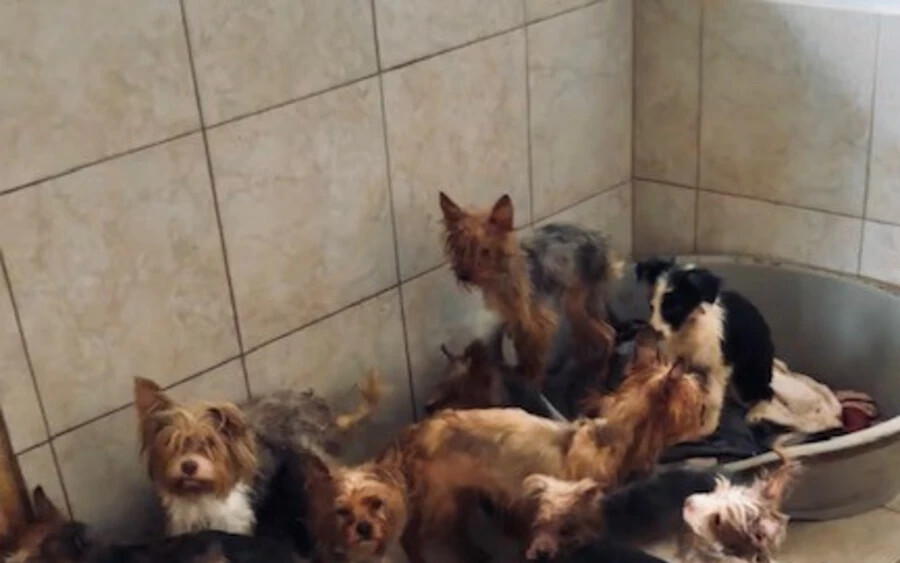 EMBERTELEN: Kegyetlen körülmények között, étlen-szomjan tartott 65 kutyát 