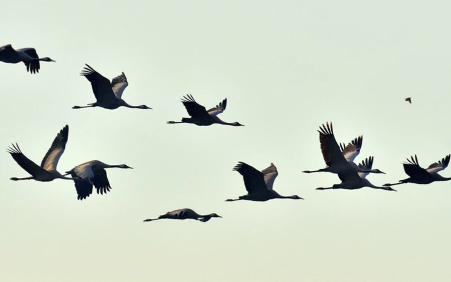 A Hortobágyi Nemzeti Park természetes legelői minden nyáron a darvak legnagyobb gyülekezőhelyévé alakulnak át. A madaraknak ősidők óta itt van megállóhelyük az Észak-Európából Afrikába vezető útjukon - írja tvnoviny.sk.