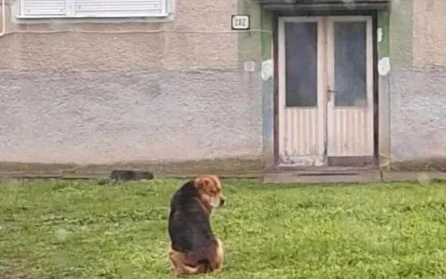 A kutyus az Érsekújvári járásban Kéménd községben várakozik naponta egy lakóház előtt.