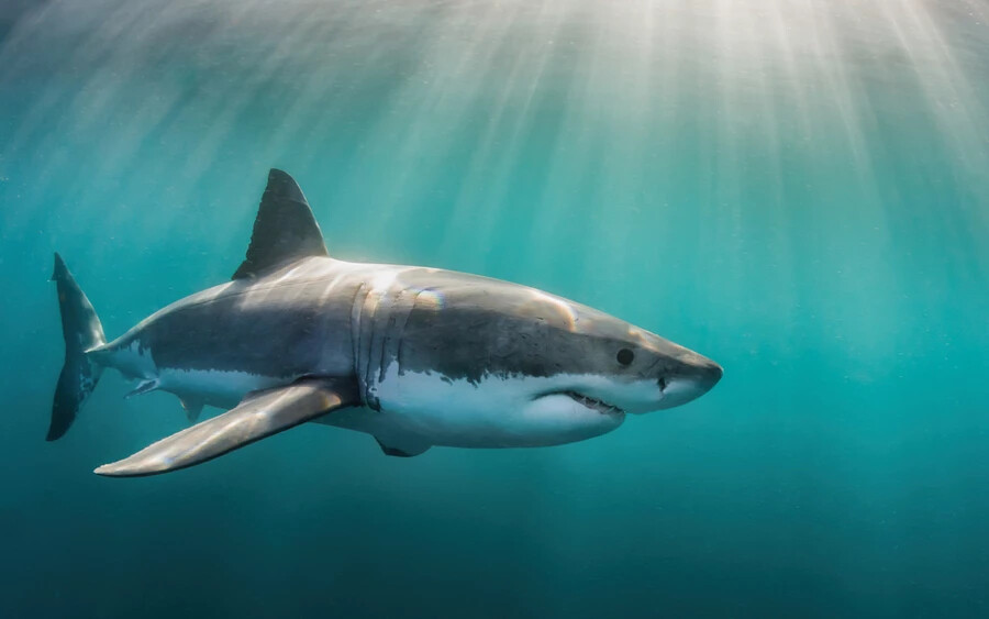 A halálos kimenetelű cápatámadások ritkák. Ezek a ragadozók évente átlagosan öt embert ölnek meg, de idén már nyolc halálos kimenetelű támadás történt. A szakértők a legtöbb támadást szerencsétlen véletlennek tulajdonítják, amikor az illető éppen olyan helyen tartózkodik, ahol a cápák általában táplálékra vadásznak.