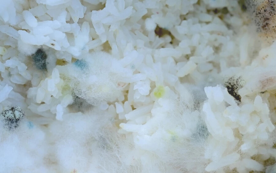  A közösségi médiában kering egy videó, amelyen egy vitatott egészségügyi tanácsadó, Barbara O'Neill bemutatja, hogy a főtt rizsen már néhány óra elteltével penész jelenik meg, amely hamar elkezd növekedni és terjedni, így szerinte a rizst csak rövid ideig lehet tárolni. 