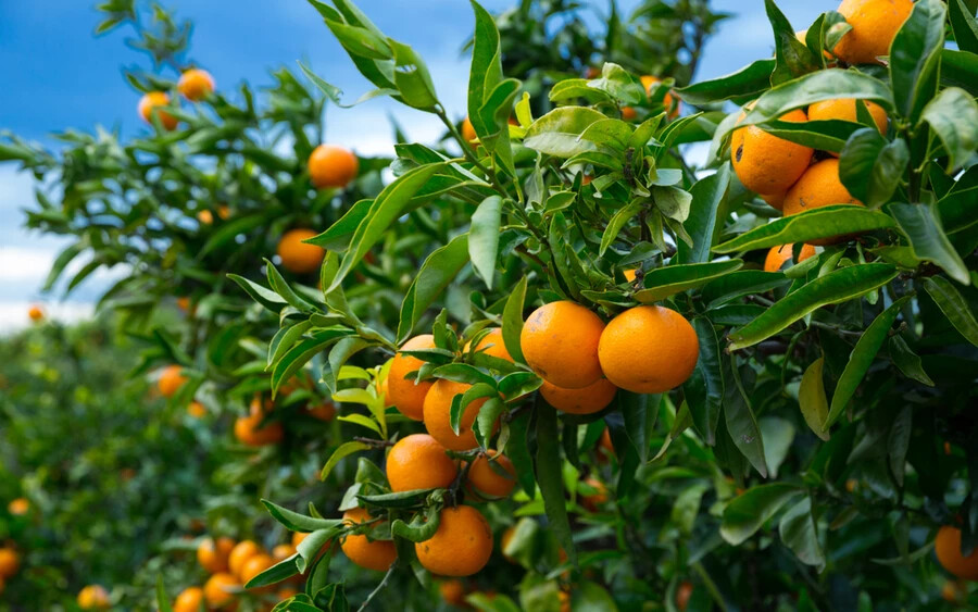 A spanyol termelők által termesztett mandarin közepes méretű és élénk narancssárga színű. A héj nagy pórusú. Általában sok maggal rendelkeznek, de találunk olyan fajtákat is, amelyek nem tartalmaznak magokat. Könnyen hámozhatók és szinte mindig édesek.
