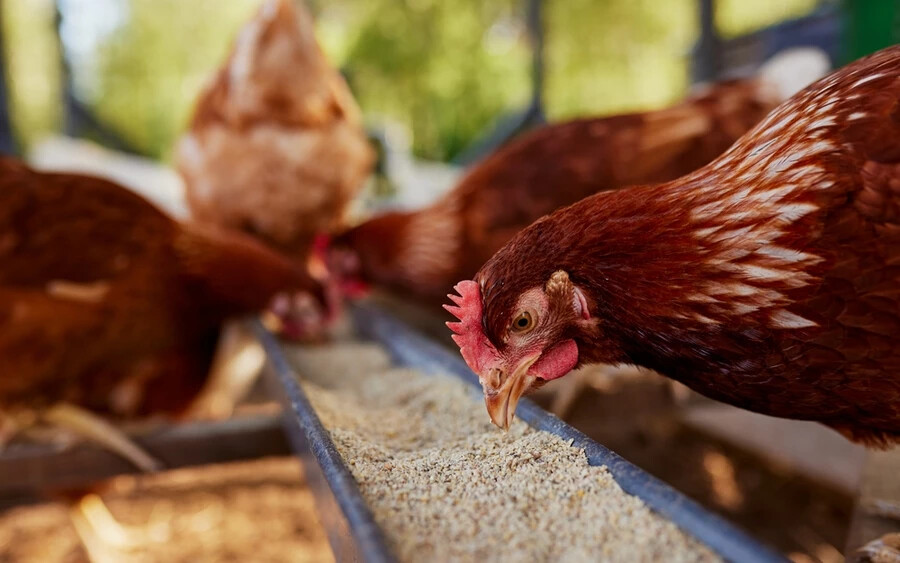  A portál tájékoztatott, hogy a madárinfluenza előfordulását még nem jegyezték fel nagyüzemi tenyészetben Szlovákiában. Daniel Molnár, az ÚHZ igazgatója elmondta, hogy keltető tenyészetről van szó, tehát nincs közvetlen fogyasztásra szánt hús- és tojástermelés.