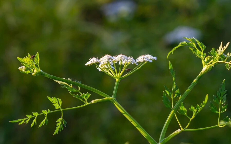 A méreg a növény minden részében megtalálható, de legnagyobb koncentrációban a gyökerekben van jelen. Ez az invazív növény nedves helyeken, például patakpartokon és alföldeken nő, az Obkec portál szerint Szlovákiában is elterjedt.