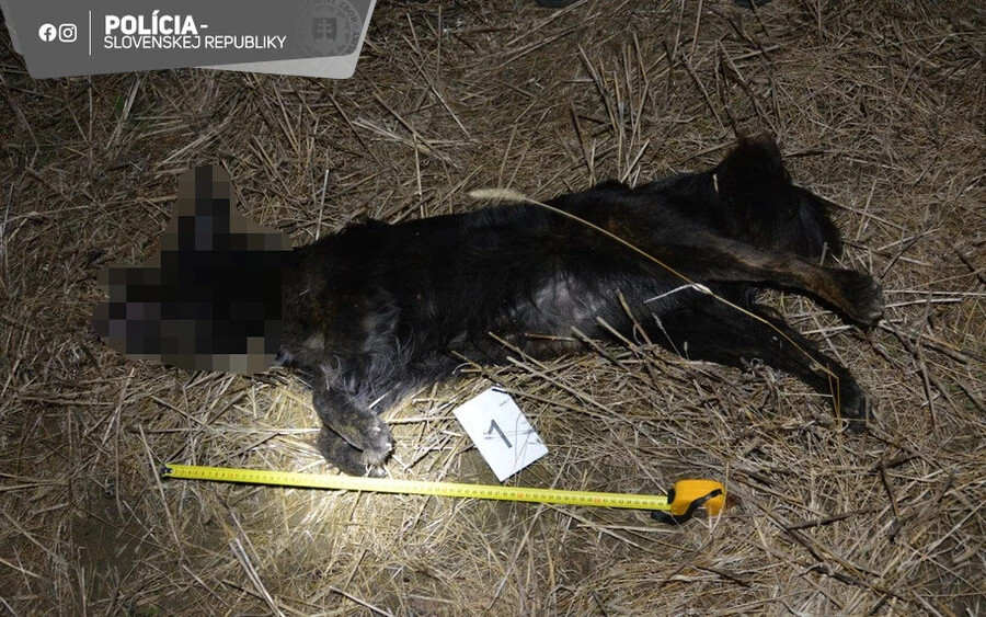 Felakasztotta saját kutyáját egy férfi az Érsekújvári járásban