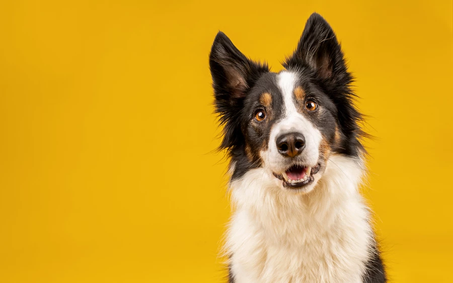 A Border Collie-k gyorsan képezhetőek és hihetetlen sebességgel reagálnak az utasításokra. Kivételes problémamegoldó képességük abból ered, hogy pásztorkodásra tenyésztették őket. Ezek a kutyák azonban nem csak az eszükről híresek: hihetetlenül mozgékonyak és gyorsak is. A fajta számára a “munka” az élet, legyen szó éppen birkapásztorkodásról vagy kutyás sportokról.  