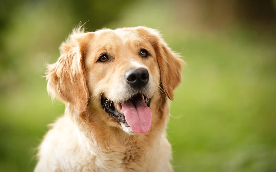 A Golden Retrievereket általában szelíd természetük és tanulékonyságuk miatt népszerűek. Akár vadászok oldalán, akár terápiás kutyaként is megállják a helyüket, emellett hihetetlenül okosak, szeretetteljesek és hűségesek is. 