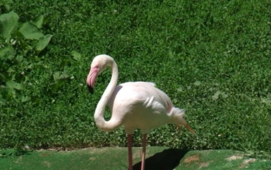  Bár a flamingó előrehaladott kora miatt elvesztette a látását, jó állapotban volt, hála a gondozóknak, akik igyekeztek a lehető legjobb körülményeket megteremteni számára.