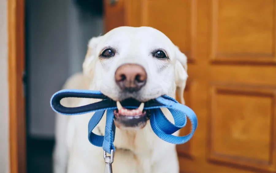 A labrador mindenki hűséges barátja, de ha allergiás vagy, inkább ellenség. A szőrzetük olyan, mint egy robbanásra váró szőrbomba. És mivel szeretik a vizet és a szabadtéri kalandokat, a tüsszögés és a szipogás is napirendre kerül.  