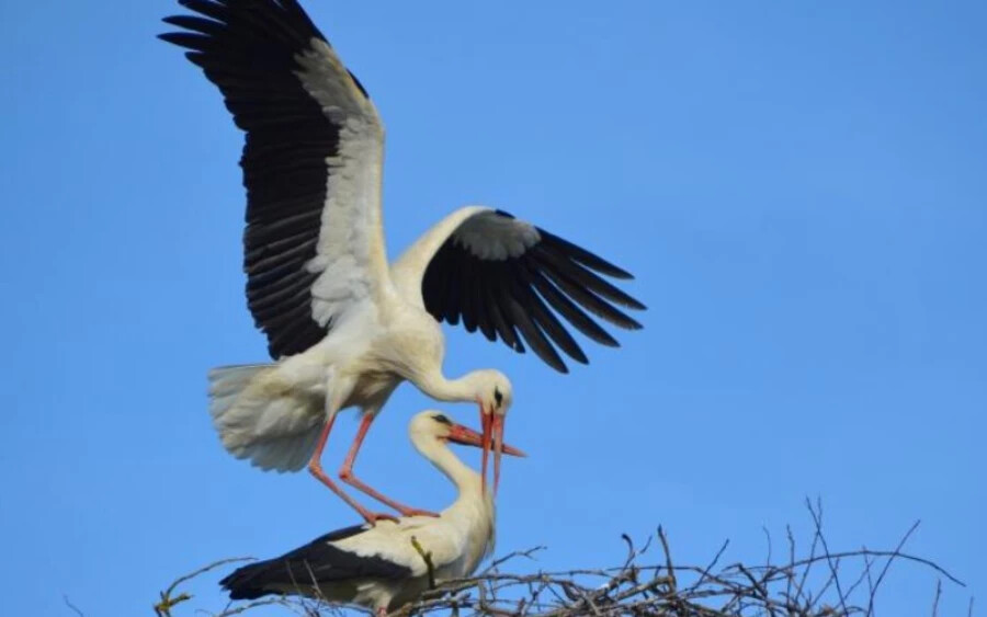  „Eddig 15 fiatal gólyát neveltek fel a helyi fészekben” - tette közzé a bosáci gólyák oldala, hozzátéve, hogy a gólyapár érkezése azt mutatja, hogy a tavasz minden évben korábban érkezik.