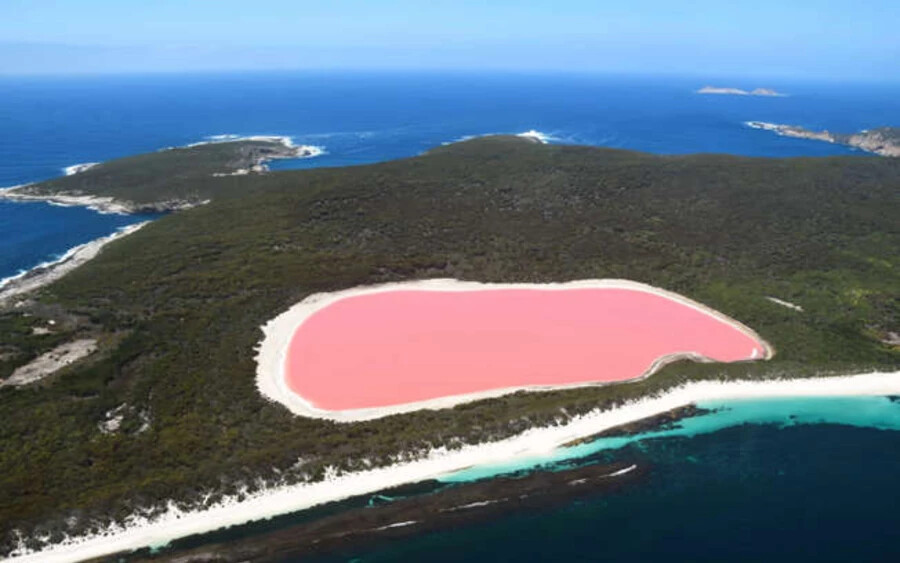 A nyugat-ausztráliai sós vizű Hillier-tó rózsaszínes árnyalatát a vízben található Dunaliella salina nevű organizmusnak köszönheti.