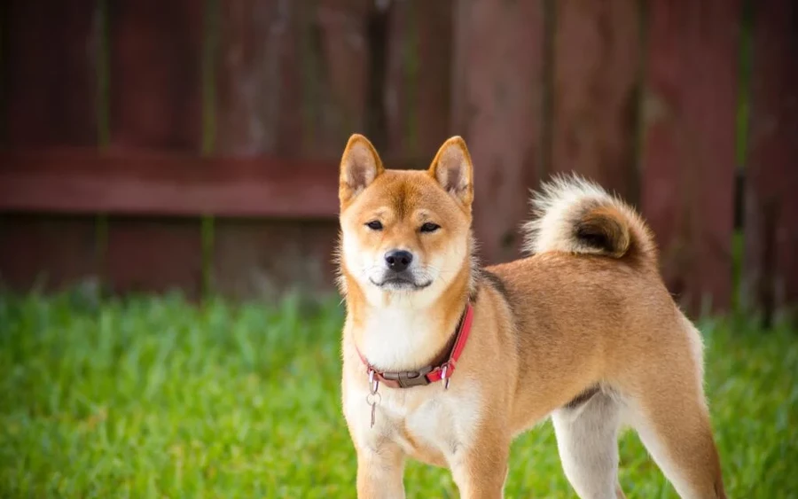 A Japánból származó akita nagy teher lehet, hiába kicsi. Gyönyörű, vastag bundájuk olyan, mint egy mágnes az allergének számára, és mivel szeretik felfedezni a világot, a gazdik otthona mindenféle allergén raktárává válhat.  