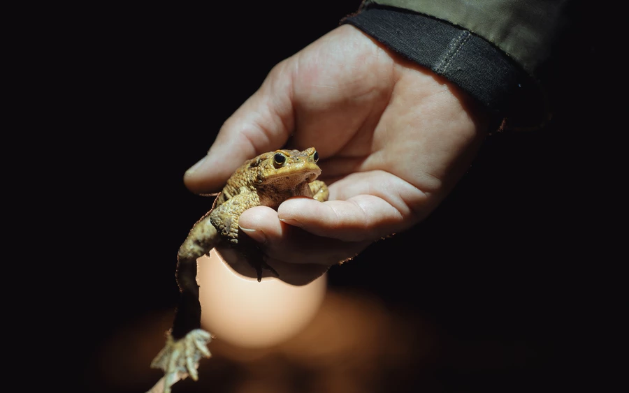 A békák migrálását aktivisták is segítik, napnyugta után vedrekben viszik át őket az út túloldalára. 