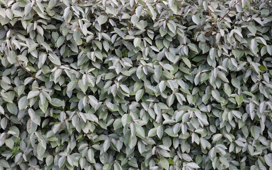 Tarkalevelű ezüstfa:  A tarkalevelű ezüstfa (Elaeagnus ebbingei) szintén megfelelő választás lehet. Több mint három méter magasra nő. Napos és félárnyékos helyen is jól érzi magát. Örökzöld. Tavasszal ehető gyümölcsöt terem.