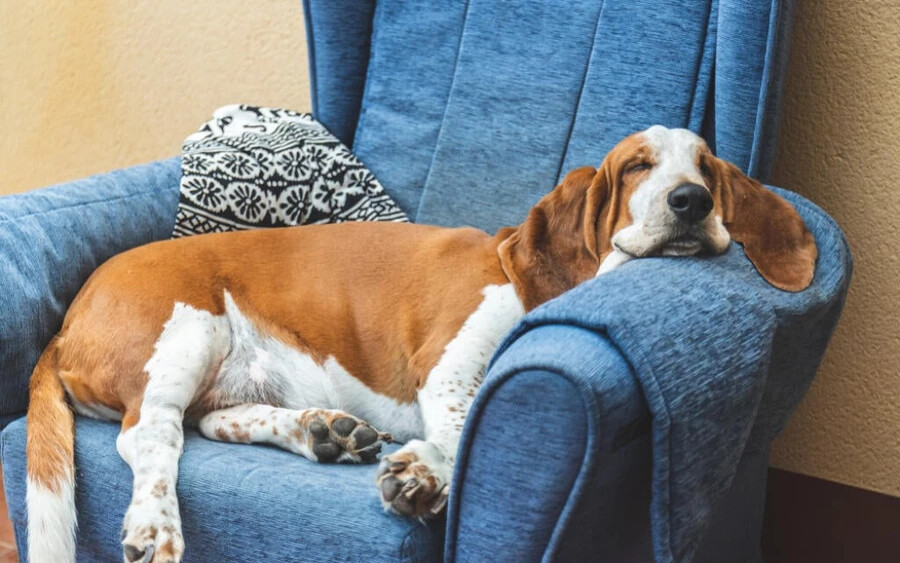 A Basset Hound is a szíve mélyén egy igazi lazsáló, és főként nyugodt temperamentumáról ismert, illetve arról, hogy imád a napfényben heverészni. A basset rövid lábakkal és hosszú testtel rendelkezik, így kevésbé energikus társak, ideálisak azok számára, akiknek fontos a nyugalom és a csend.