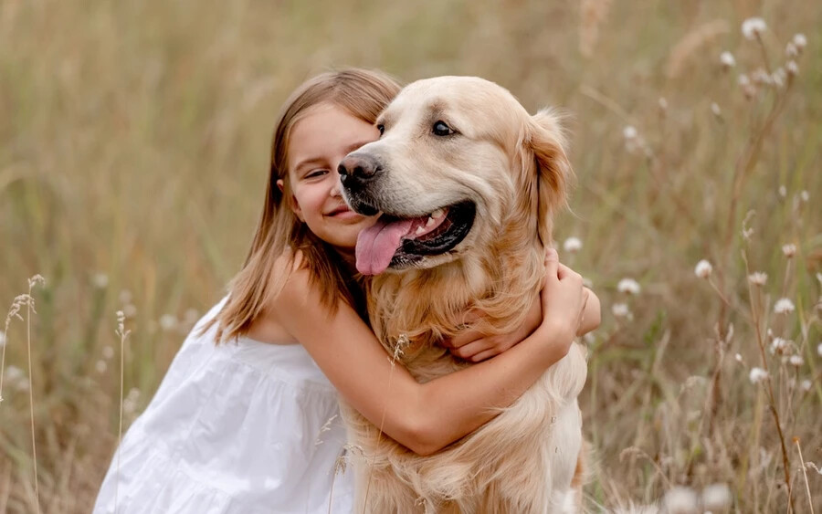 Gyakran használják terápiás kutyaként, hogy megnyugtassák az embereket. Empátiájuk és feltétel nélküli szeretetük valóban lenyűgöző. Szinte bárkit képesek megnyugtatni és megvigasztalni, a kisgyermekektől az idős betegekig.