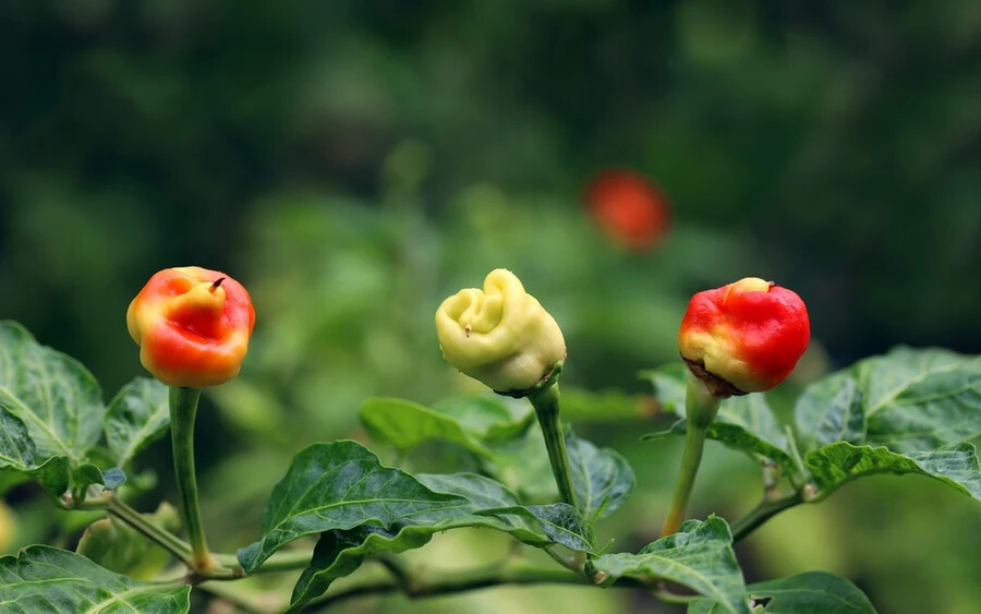 A chilipaprika nagyon népszerű, fűszerként használják. Létezik azonban egy Walesben nemesített chilipaprika, a „Dragon's Breath”. Ezt tartják az egyik legcsípősebbnek a világon. Égető ereje elég magas ahhoz, hogy bőrzsibbadást okozzon. Fogyasztása esetén anafilaxiás sokk vagy fulladás okozhat halált. 