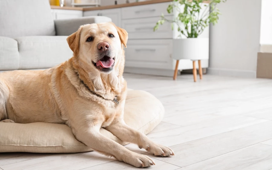 A labrador a családi kutya szinonimája. Ez a fajta fáradhatatlanul vidám, szeretetteljes és mindenekelőtt végtelenül türelmes a gyerekekkel. A labradorok arról híresek, hogy képesek átérezni gazdájuk érzelmeit, és készségesen alkalmazkodnak bármilyen élethelyzethez.