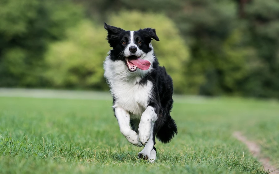 A Border Collie nemcsak rendkívül intelligens, hanem rendkívül érzékeny is gazdája igényeire. Ez a fajta kiválóan teljesít az engedelmesség terén és a különböző kutyasportokban, és szinte emberhez hasonló buzgalommal és elszántsággal védi a családját.