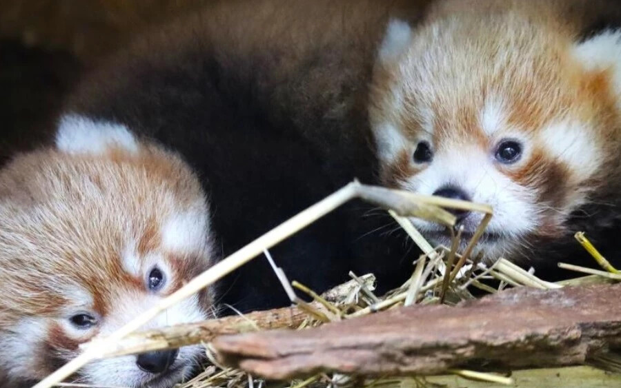 A bajmóci (Bojnice) állatkert a közösségi oldalán tette közzé a hírt: „Hatalmas az öröm - vöröspanda-bocsok születtek, nem titkolhatjuk tovább”. A kölykök anyja Bamba, aki június 2-án hozta világra kicsinyeit.
