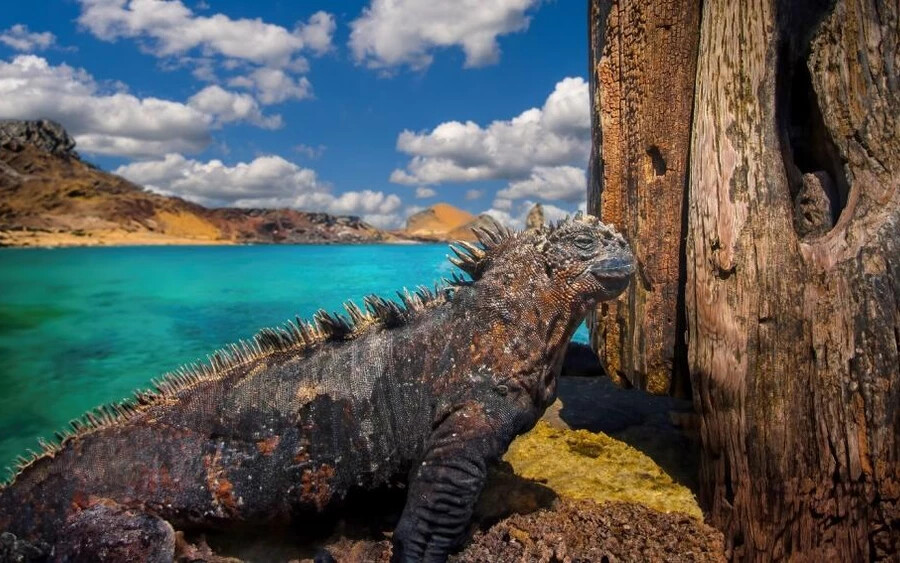 8. Galápagos-szigetek, Ecuador. Pontszám: 91,26:  A Galápagos-szigeteket régen teknős-szigeteknek hívták, és ez azért van így, mert óriás teknősöknek adnak otthont, de számos szokatlan állat is él itt, köztük őskori kinézetű gyíkok.