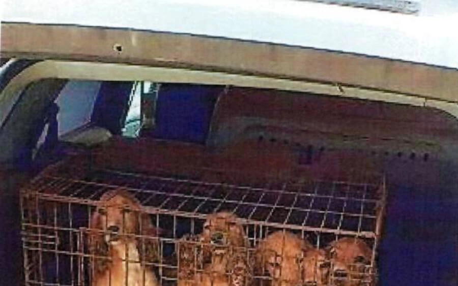 KEGYETLEN: Étlen–szomjan, egy autó csomagtartójába helyezett ketrecbe tartotta a kutyákat