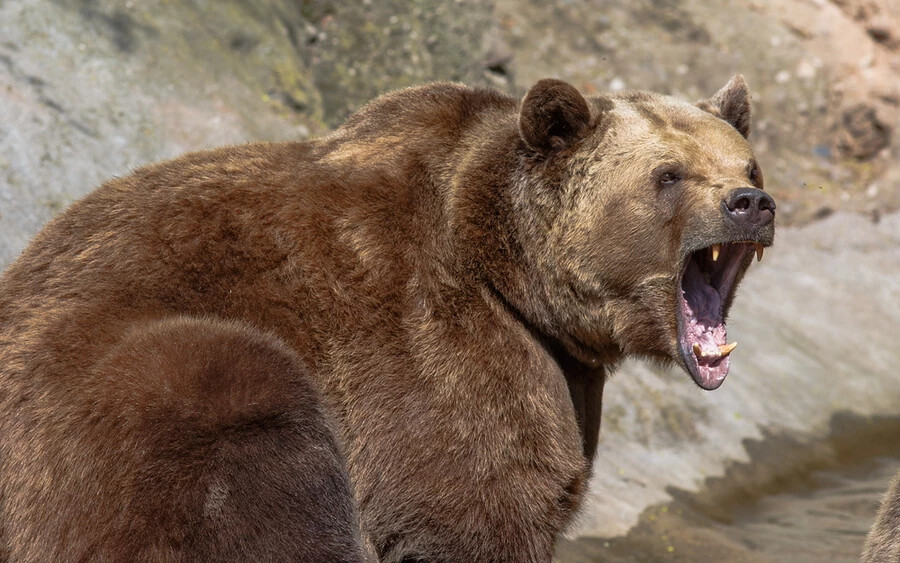  Ciolacu miniszterelnök kizárta a medvék szabályok és ellenőrzés nélküli kilövését. A környezetvédelmi minisztérium márciusban arról számolt be, hogy az elmúlt 20 évben 26 embert öltek meg medvék Romániában.