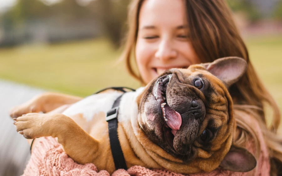 Amikor a kutyád nyalogat, általában simogatni kezded, vagy jutalomfalatot adsz neki. Ez megerősíti a viselkedést, és a kutya még többet fog nyalogatni a finom falatokért vagy egy kis simogatásért.