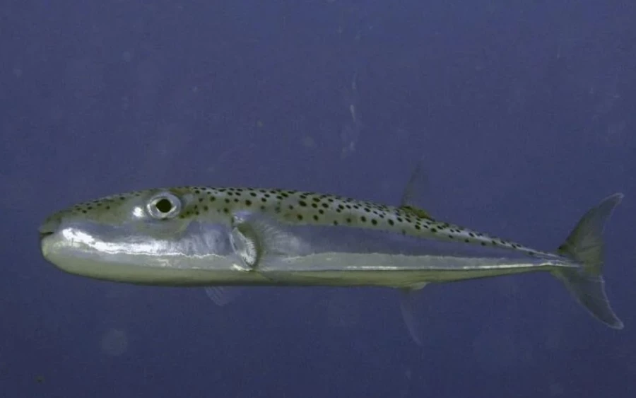 A tetraodon nem őshonos faj a Földközi-tengerben - magyarázta a TN.cz a CNN Görögországra hivatkozva. A kis, körülbelül 40 centiméter hosszúságú hal a Szuezi-csatornán keresztül jutott el melegebb vizekből Görögországba. A világon mintegy 200 ilyen halfaj létezik, és ezek negyede halálosan mérgező.