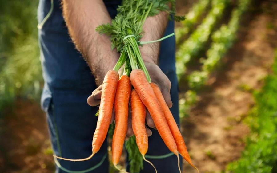 A sárgarépa nagy mennyiségben tartalmaz növényi flavonoidokat és béta-karotint, ami összességében serkenti és támogatja a májműködést. A-vitamint is tartalmaz, amely megelőzi a májbetegségeket.