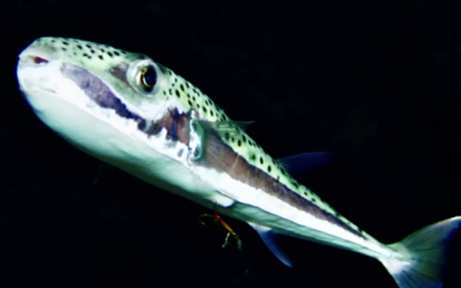 A halakat emellett éles fogak jellemzik, mivel főként rákokkal táplálkoznak. A Földközi-tengeren nemrégiben történt tetraodonokkal kapcsolatos incidensek számbavétele során már 28 olyan esetért voltak felelősek, amelyekben a megtámadott emberek elvesztették az ujjukat.