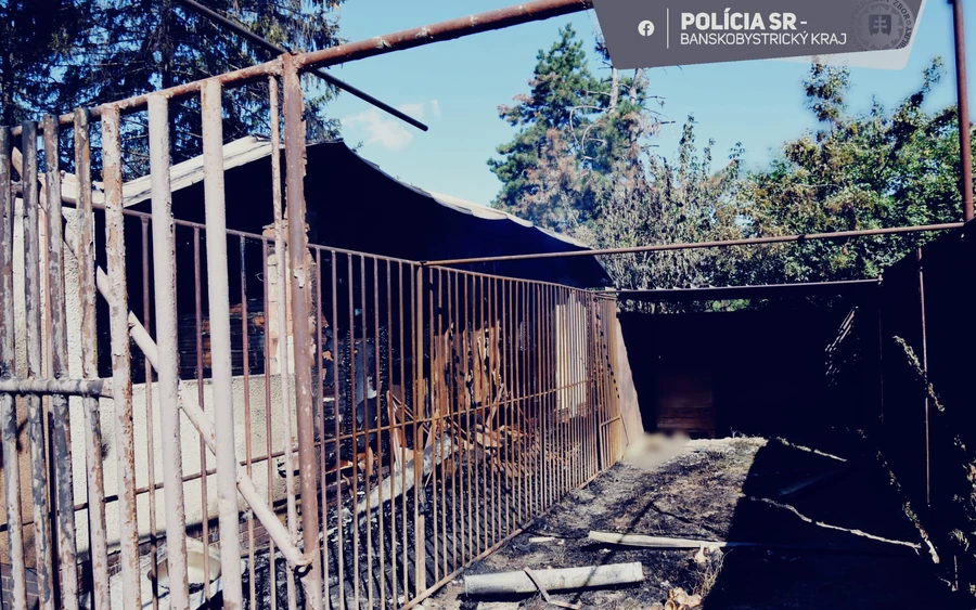 Borzalmas körülmények között tartották az állatokat a leégett menhelyen (FOTÓK)
