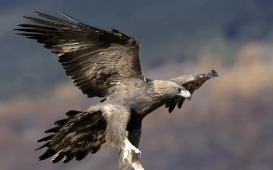  Ketten végül egy fadarabbal ütötték le a madarat.    Alva Ottar Folkestad, a BirdLife Norge ornitológusa szerint az elmúlt héten ez volt a negyedik hasonló, emberre irányuló támadás, amelyet valószínűleg ugyanaz a madár követett el. 