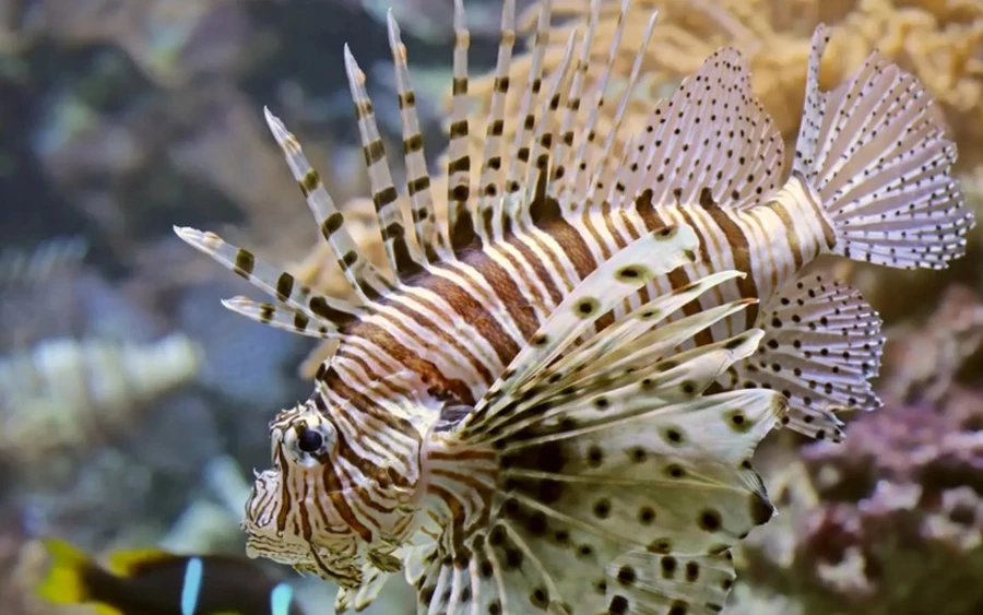 Pterois volitans (vörös tűzhal): Ez a gyönyörűen színes hal hosszú, méreggel teli tüskékkel rendelkezik. Csípése elviselhetetlen fájdalmat, duzzanatot és egyes esetekben szisztémás tüneteket (például szédülést, hányást) okoz. Bár mérge ritkán halálos, hosszan tartó problémákat okozhat. Az Indo-Csendes-óceáni térségből terjedt el a Karib-térségbe, ahol veszélyezteti az őshonos élővilágot. Invazív fajként tartják számon.
