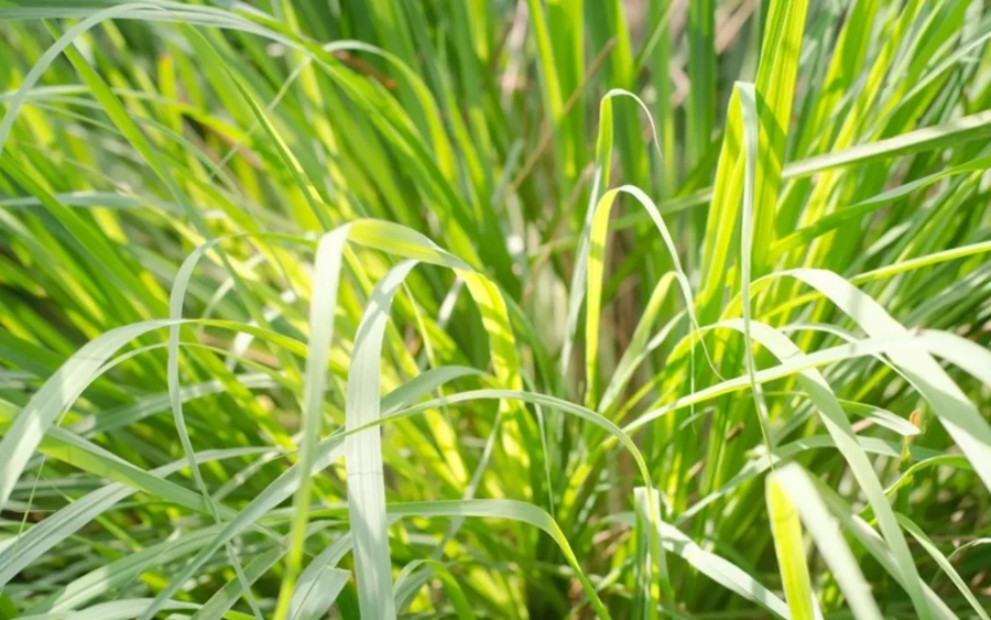 Citronella: A citronella egy trópusi növény (tulajdonképpen egy illatos fűféle), amelyből főként rovarriasztó illóolajat nyernek – például szúnyogok ellen. Erőteljes citrusos illatát a patkányok sem kedvelik. A citronellaolajat hasonlóan alkalmazhatja, mint az eukaliptuszt, vagy használhatja citronellás gyertyák formájában.