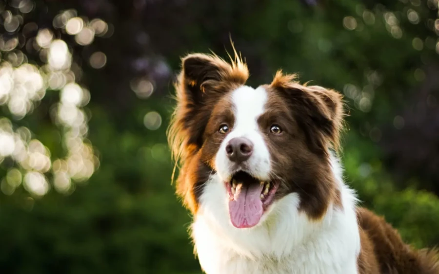Border collie: nemcsak mozgásra, hanem komoly szellemi kihívásokra is vágyik. Egy rövid séta a háztömb körül nem lesz számára elegendő. Ha nincs feladata, saját magának talál elfoglaltságot, például autókat, bicikliseket vagy akár gyerekeket terelhet, ugathat, rombolhat vagy nyugtalanná válhat. 