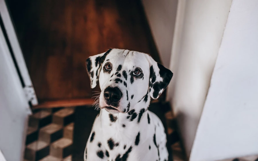 Dalmata: sportos testfelépítésű, rövid szőrű fajta, amely általában jól tűri a meleget. Ettől függetlenül a legnagyobb hőségben neki is szüksége van bőséges ivóvízre, és a hosszabb sétákat érdemes inkább a reggeli vagy esti órákra időzíteni.
