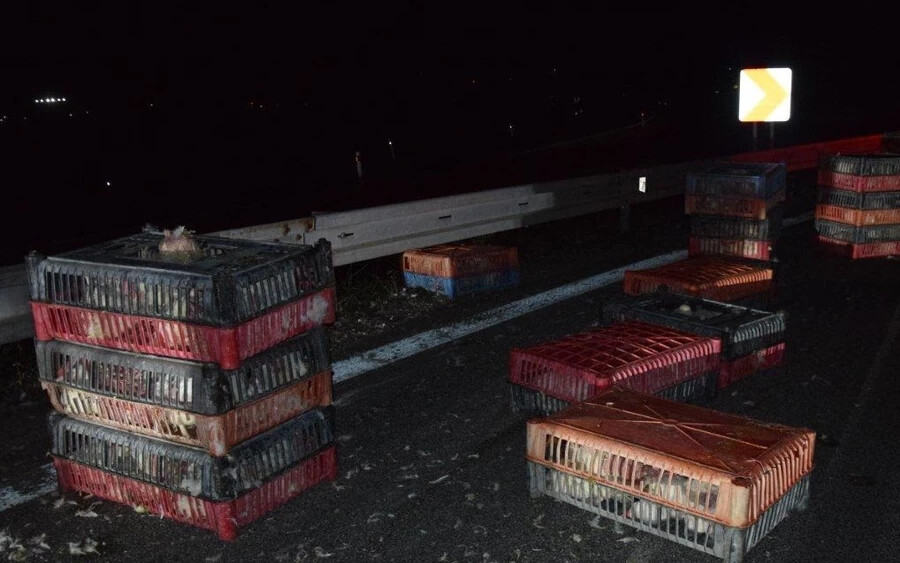 Csirkeriadó az autópályán: több száz baromfi szórodott az úttestre egy kamionból (FOTÓK)