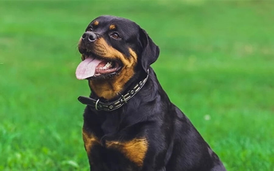 Rottweiler