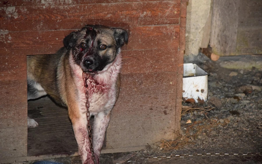 Fejszével verte szét a kutya fejét egy állatkínzó, a jószágot el kellett altatni