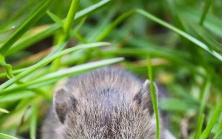 Bonyolult alagutakat ásnak, károsítva a növények gyökereit és föld feletti részeit egyaránt. Mielőtt a drasztikus védekezéssel próbálkozna, először összpontosítson a megelőzésre.