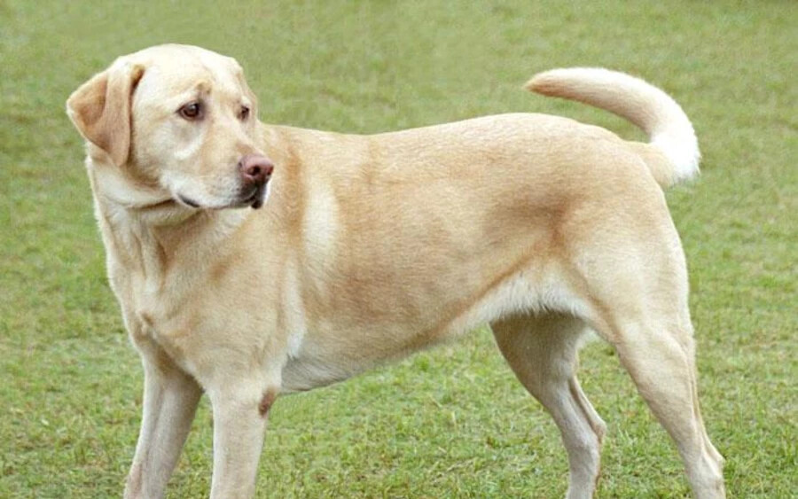 Labrador Retriever