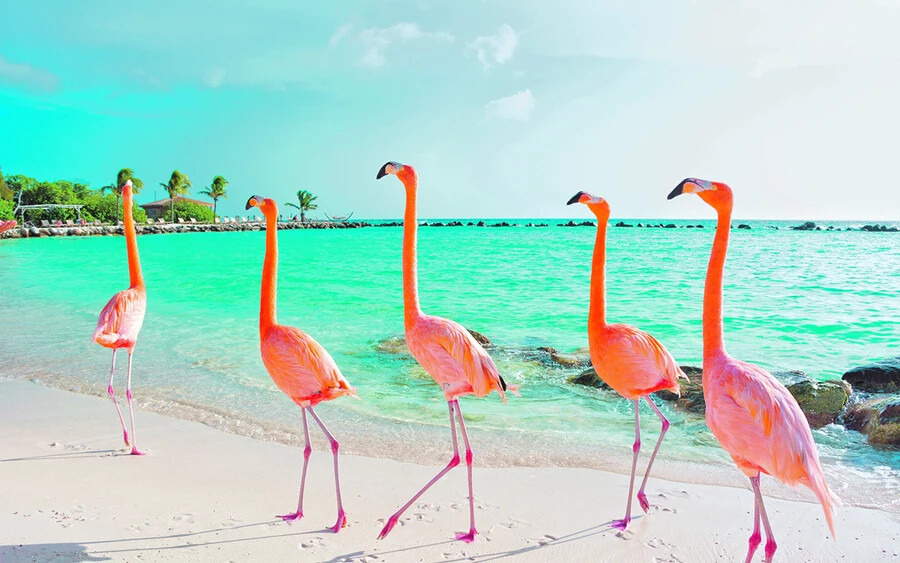 Aruba (Fotó: Shutterstock)