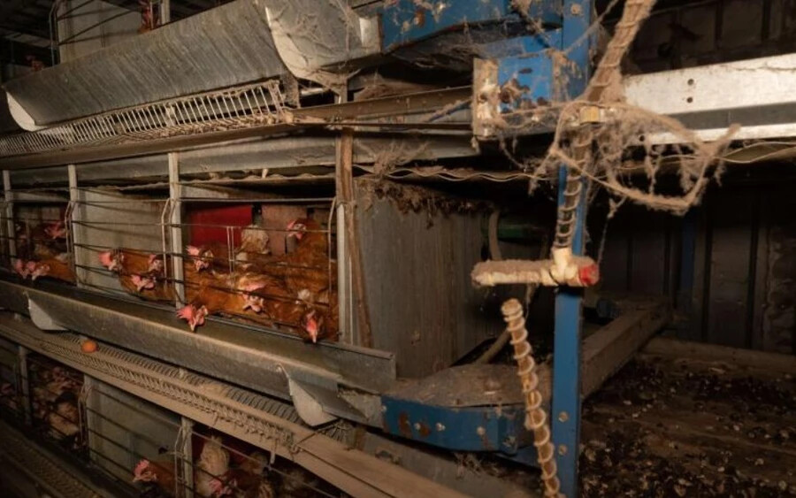 „A mai napon a szlovákiaiak végre a saját szemükkel láthatják, milyen szörnyű körülményekből származik a ketreces tojás, és hogy a baromfitartók mit próbálnak eladni nekik, mint a csirkék állítólagos legjobb körülmények között tartását” – mondta Martin Smrek, az állatvédők igazgatója.