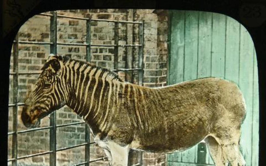 Az utolsó kvagga 1883. augusztus 12-től az amszterdami állatkertben élt, 1867. május 9-én pusztult el.